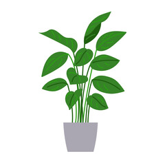 High house plant in big pot. Green potted plant with leaves on white background. Modern vector illustration, part of interior design.