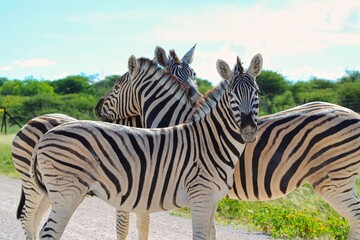 Zebras at Etosha National Park in Namibia