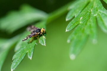 Fototapeta na wymiar macro of a fly