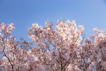 Beautiful shot of blooming cherry blossom trees
