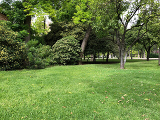 Beautiful park with trees and lawn, cozy nature urban space with green grass for relaxation