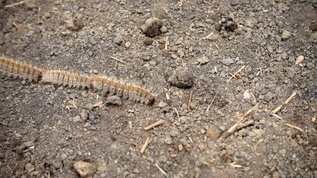 nature in Sicily a row of pine processionary caterpillars in Etna Park