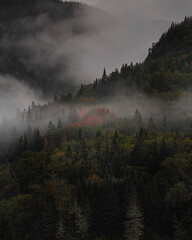 Moody Forest landscape with fog and mist, dramatic, with red trees
