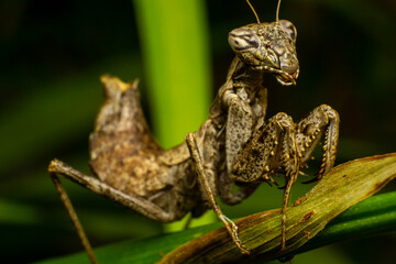 Macrofotografia de una mantis religiosa