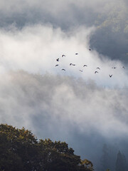 安芸高田市10月の朝の山霧と鳥の群れ