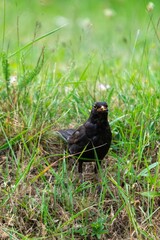 portrait of blackbird in the grass