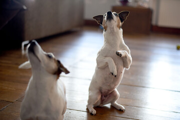 Jack Russell Terrier