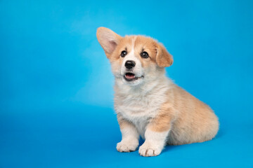 Szczeniak corgi na błękitnym tle. Zdjęcie studyjne © nitka_zaplatana