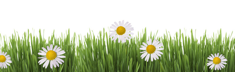 Isolated green grass and chamomile on a white background