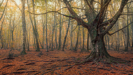 beech forest tree autumn nature