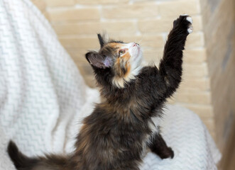 A small tricolor long-haired kitten sits on a white blanket and wants to reach for a toy or food. It's brown, white. Soft focus.