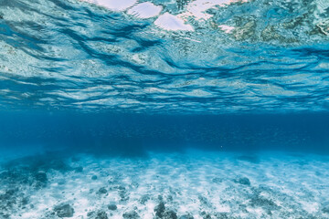 Tropical ocean with school of little fish in underwater. Ocean background