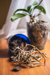 dry roots of phalaenopsis, a dead orchid plant, dried roots of a plant due to improper care,...