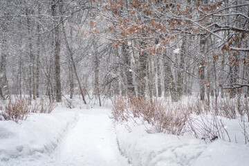 Snow-covered path for walking in the winter park. An empty pedestrian road surrounded by snow-covered trees.