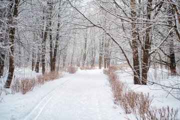 Snow-covered path for walking in the winter park. An empty pedestrian road surrounded by snow-covered trees.