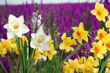 Obraz premium Daffodil.