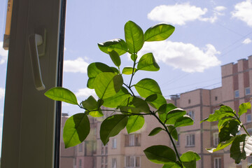 Lemon tree in the apartment. Green citrus lemon plant on the window, in the distance the urban background, residential building. My hobby is growing citrus fruits in the house on the windowsill.