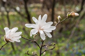 Flowers and buds of white magnolia on a branch.