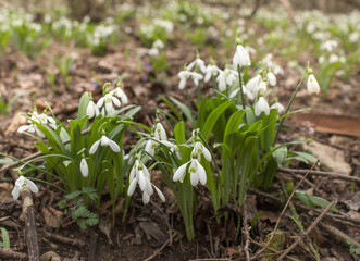 flowers snowdrops grow in the forest