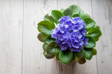 flowers of violets of blue color in a vase on a wooden background