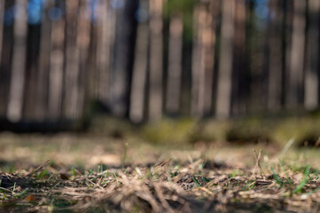 walk in the forest among trees and moss