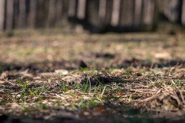 walk in the forest among trees and moss