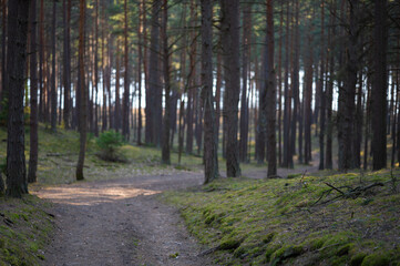 walk in the forest among trees and moss