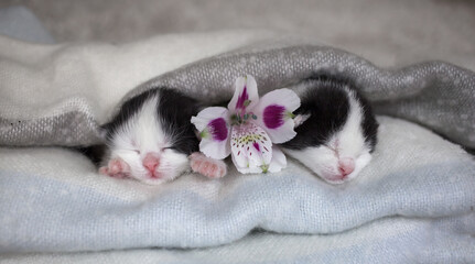 two black and white muzzles of a newborn sleeping kitten and a flower with alstroemeria flowers between them in a soft knitted scarf. Love for cats. Coziness and tenderness of pets