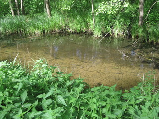 Grass and stream water in the woods on a sunny day. People like walking outdoors in spring season.