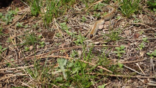 nature in Sicily a row of pine processionary caterpillars in Etna Park