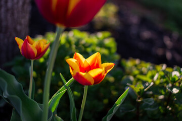 Yellow-red tulip blooms on a flower bed against a background of black earth on a summer sunny day