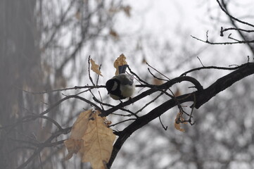 Titmouse sitting on a tree in the city close-up