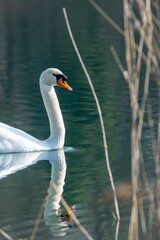 view of white swan on a lake © NAEPHOTO