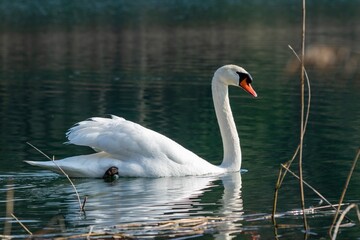 view of white swan on a lake © NAEPHOTO