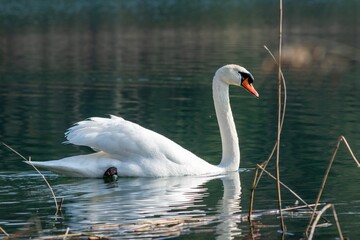 view of white swan on a lake