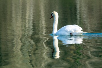 view of white swan on a lake © NAEPHOTO