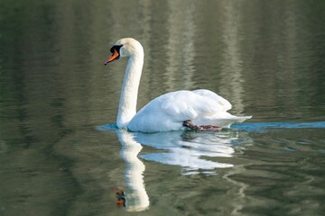 view of white swan on a lake © NAEPHOTO