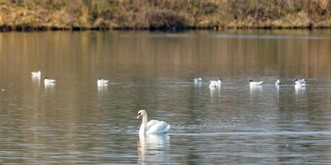 view of white swan on a lake