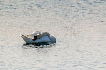 view of white swan on a lake © NAEPHOTO