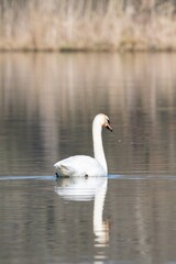 view of white swan on a lake