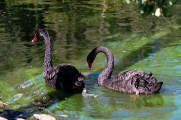 view of black swans in a lake