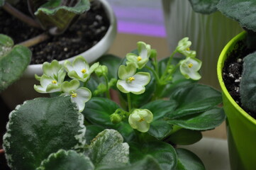 Cultivation of violets in the apartment and at home flowering green