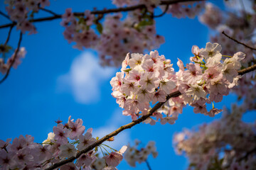 tree blossom