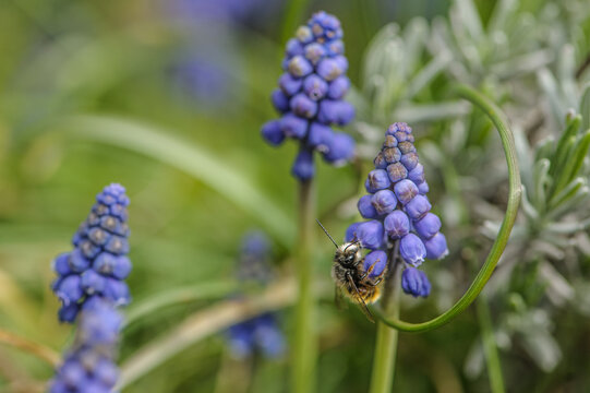 Biene an Bl&uuml;te der Traubenhyazinthe Muscari mit Blatt in Parabelform
