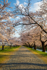 Obraz premium spring in the park