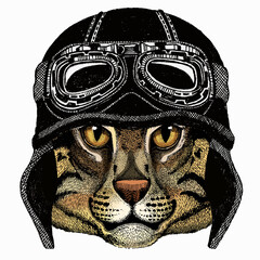 Wild fishing cat portrait. Animal face. Vintage motorcycle biker helmet.