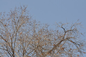Trees in winter against the blue sky