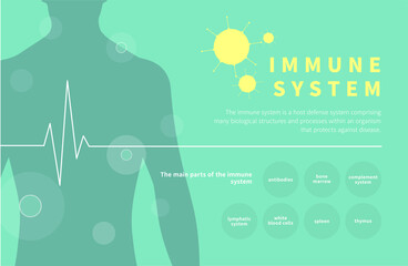 Immune system info graphic vector.  