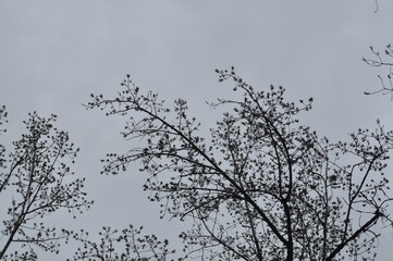 Trees in winter against the blue sky