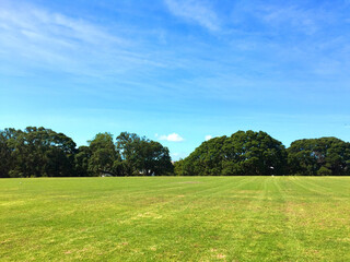 landscape with trees. grass field with blue sky. 
